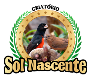 Notícias | Criatório Sol Nascente - Curió Praia Clássico - Goiás